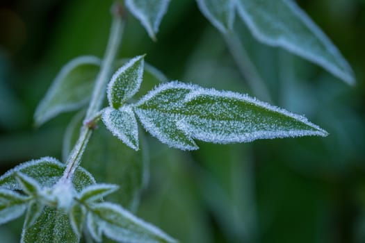 Ice crystals (hoar frost) on green plant leaves