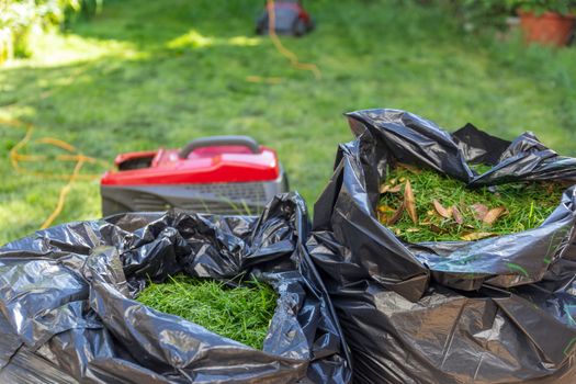 Mowing a household garden lawn with black bag of grass clippings