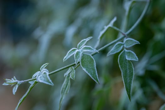 Ice crystals (hoar frost) on green plant leaves