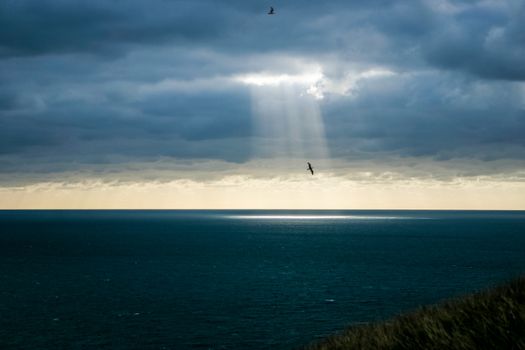 A shaft of light breaking through the dark clouds, spotlighting a flying bird.  Provides imagery of hope, faith, religion