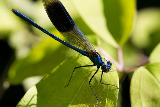 A close up image of a damselfly resting on a leaf