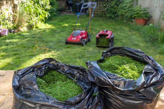 Mowing a household garden lawn with black bag of grass clippings