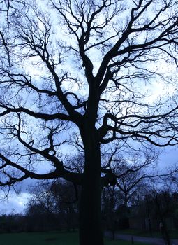 Sinister looking tree silhouette with a blue background