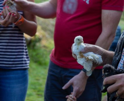 A small chick being held by children on a farm