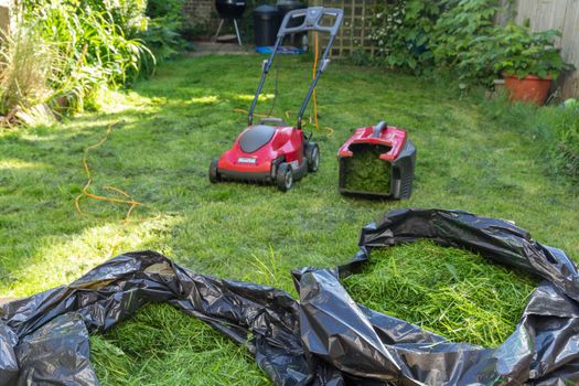 Mowing a household garden lawn with black bag of grass clippings