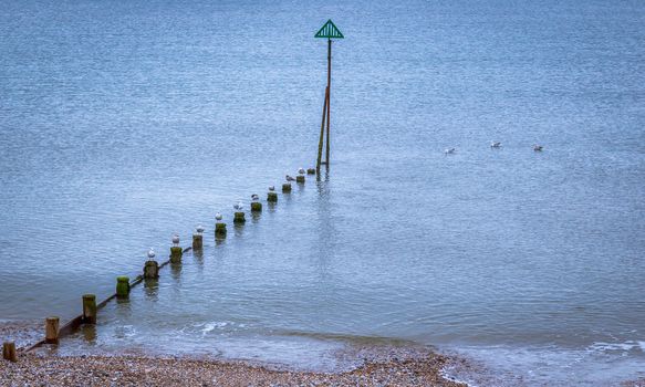 Seagulls sitting on groynes on the East Wittering shoreline, England, UK.