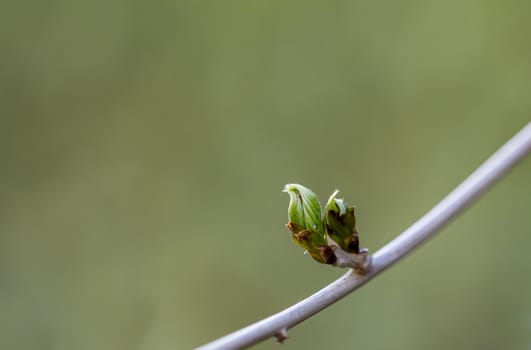 Green buds growing on a tree branch with a natural green background