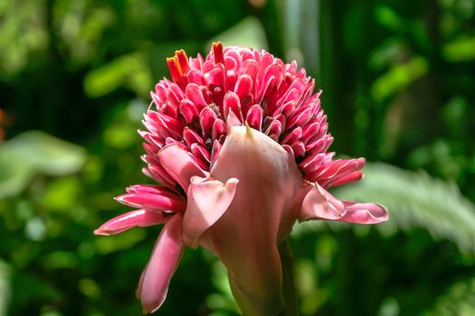 Torch Ginger (Etlingera elatior) flower in St Lucia