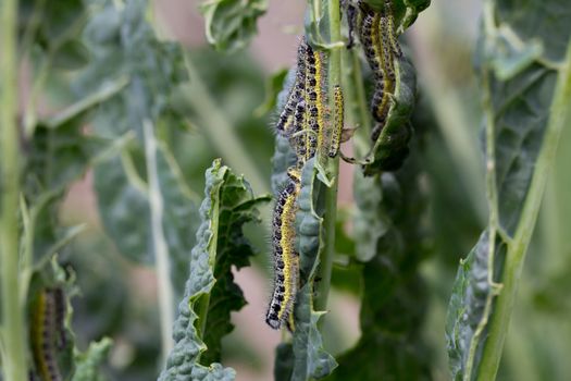 Cabbage white caterpillars feeding on the leaf of cavalo nero plant