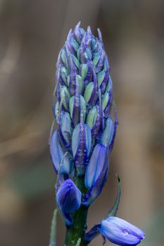 Bluebell buds (Hyacinthoides non-scripta)