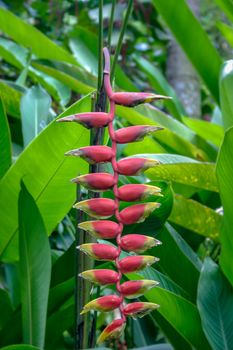 Heliconias in St Lucia