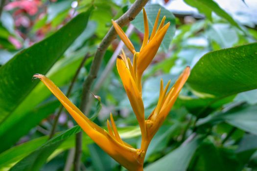 Heliconias in St Lucia