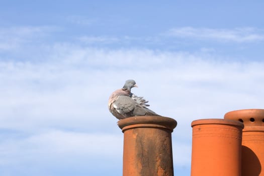 A common pigeon perched upon a chimney pot