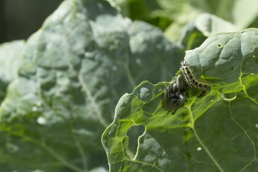 A cluster of small cabbage white caterpillars, and one large one, feeding on the leaf of brussel sprout plant