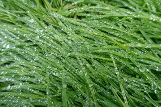 Close up of blades of wet grass