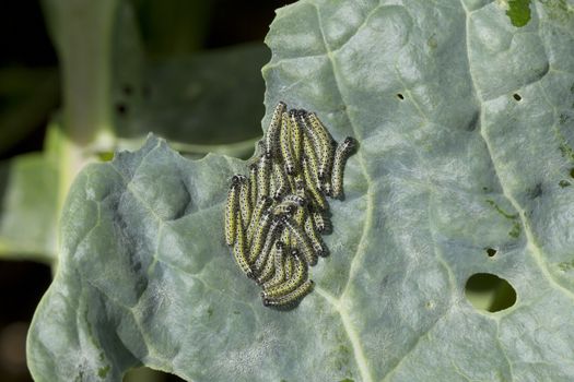 A cluster of small cabbage white caterpillars feding on the leaf of brussel sprout plant