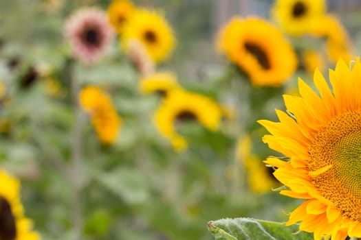 A sunflower field on a sunny day