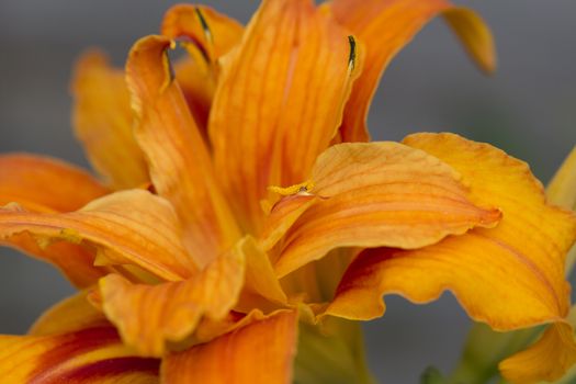 Close up image of a Tiger Lily