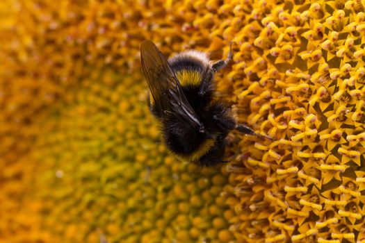 A bee feeding on the nectar of a sunflower
