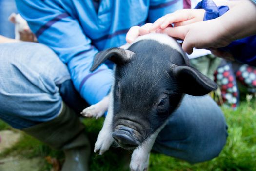 A small piglet being petted by children on a farm