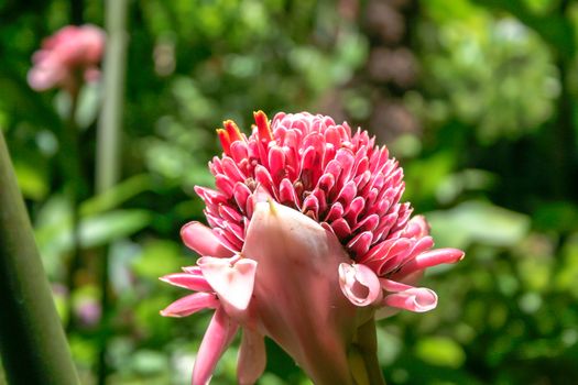 Torch Ginger (Etlingera elatior) flower in St Lucia