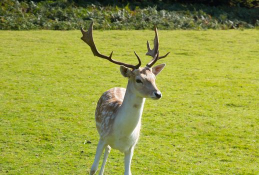 A buck Fallow deer in a field.