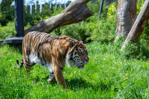 A prowling Sumatran Tiger.  The Sumatran tiger is one of the smallest tigers, about the size of a leopard, and is critically endangered.