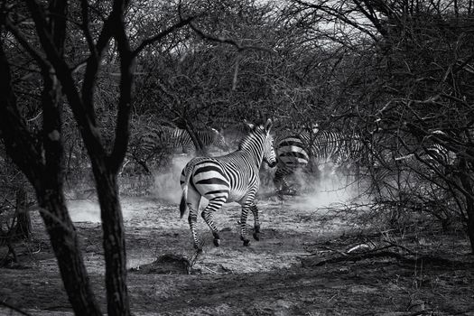 Burchell's zebra in Etosha National Park, Namibia