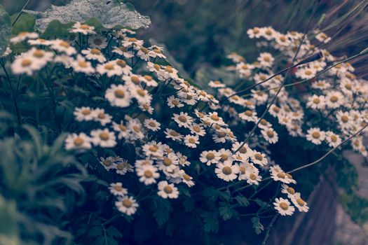 Cluster of the Common Daisy (Bellis perennis)