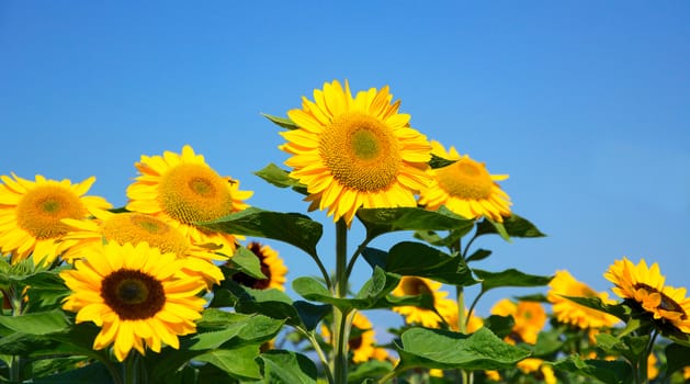 Background image of sunflowers against a clear blue sky