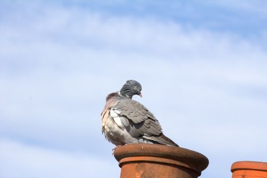 A common pigeon perched upon a chimney pot