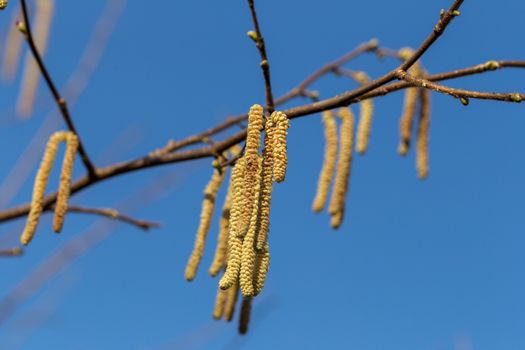 The long feathery male catkins against a clear blue sky