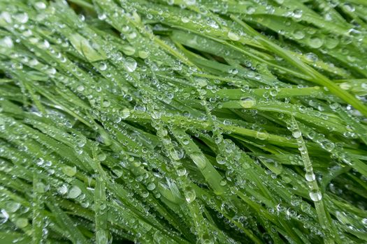 Close up of blades of wet grass