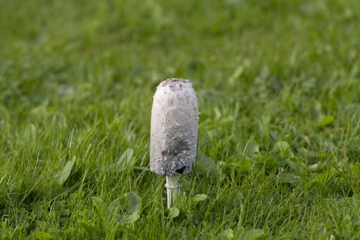 Shaggy Ink Cap (or Coprinus comatus fungi) edible mushroom