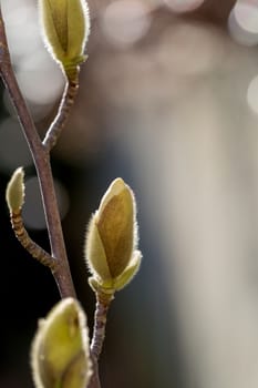 Magnolia buds growing in the late winter sunshine