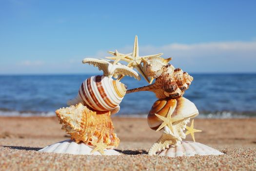 Sea shells and stars on the shore. Rest on the seashore, ocean. Travel to the islands. Air agency. Sunny weather by the sea. Kyrgyzstan, Issyk-Kul