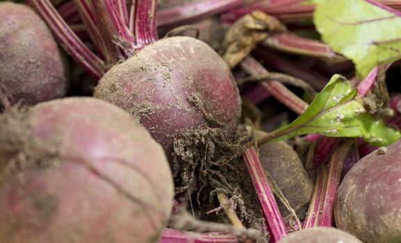 A close up image of freshly harvested, unwashed beetroot