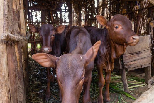 The African Long-Horned Cow (Ankole Watusi), descended from the Ethiopian Sanga Cattle, are known as the Cattle of Kings.  These calves were pictured at the King's Palace, Nyanza, Rwanda.