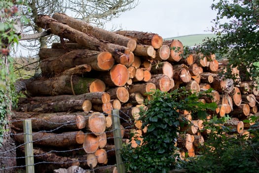 A stack of sawn logs in a field behind a barbed wire fence