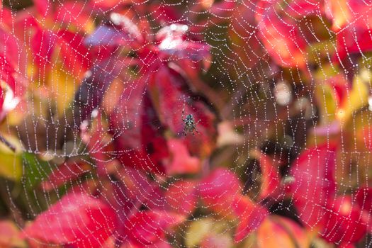 A wet spider on a wet web, with a red autumnal background