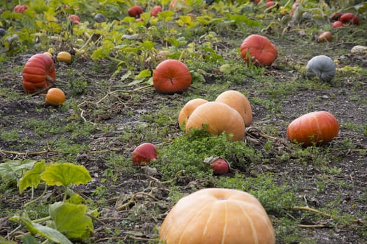 An assortment of ripe pumpkins in a field