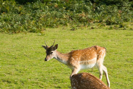 A young buck Fallow deer in a field.