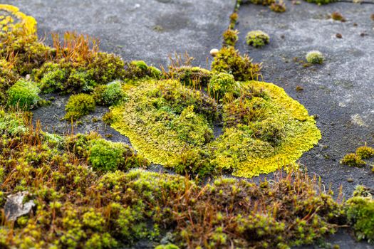 Green moss on slate roof tiles