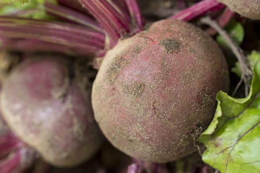 Beetroot, Close Up