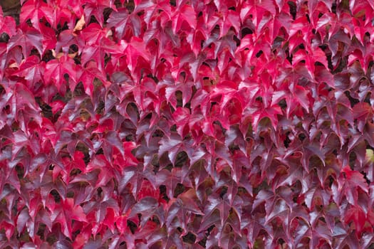 Red autumnal leaves of an Ivy wall climber