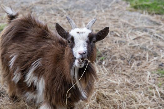 Brown Pygmy goat chewing some straw