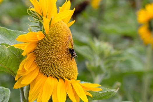 A bee feeding on the nectar of a sunflower