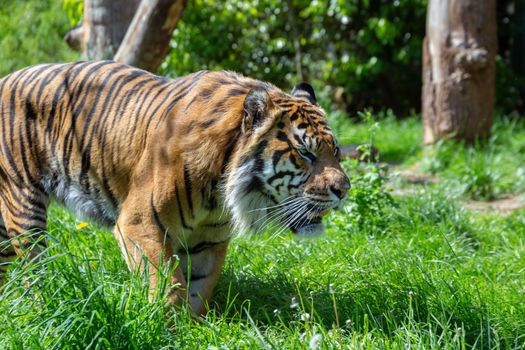 A prowling Sumatran Tiger.  The Sumatran tiger is one of the smallest tigers, about the size of a leopard, and is critically endangered.