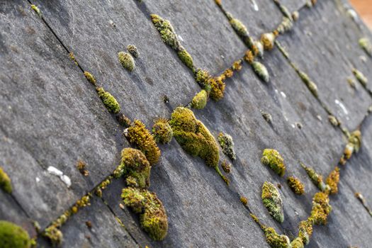 Green moss and algae on slate roof tiles