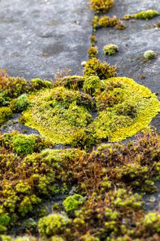 Green moss and algae on slate roof tiles